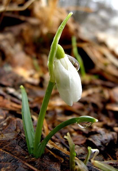 Galanthus nivalis / Bucaneve